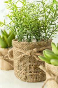 close-up-potted-plant-basket-min
