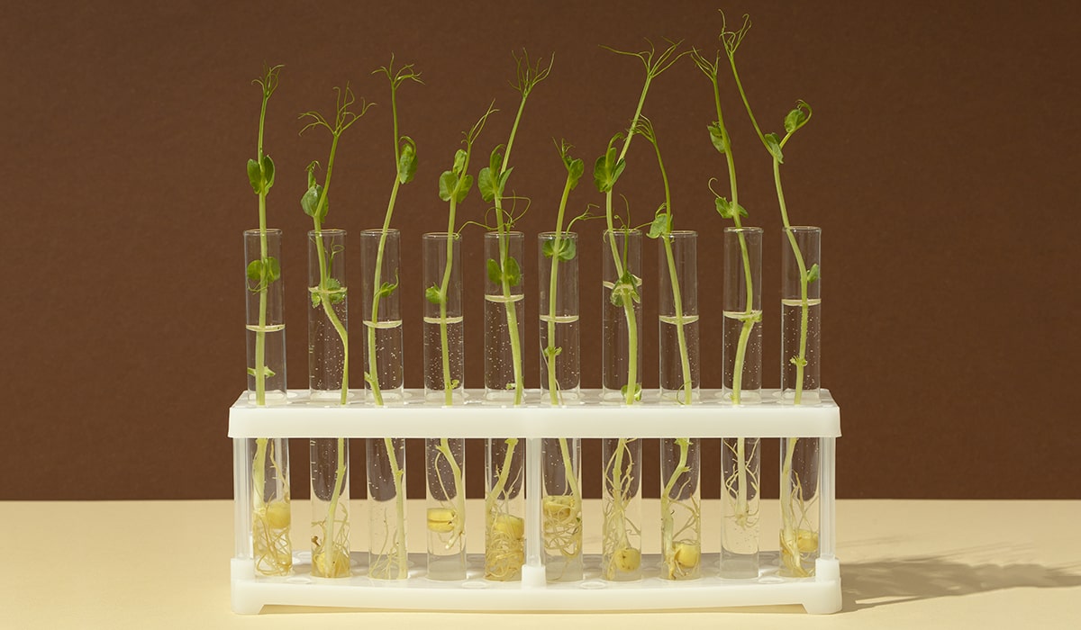 Jute and Science